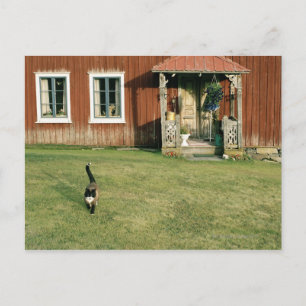 Gebrotes Haus mit einer Katze auf dem Rasen. Postkarte