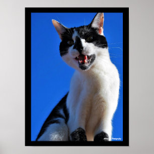 Gebrüll der Hauskatze Poster