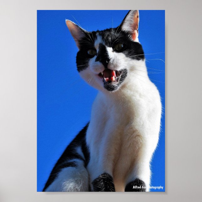 Gebrüll der Hauskatze Poster (Vorne)