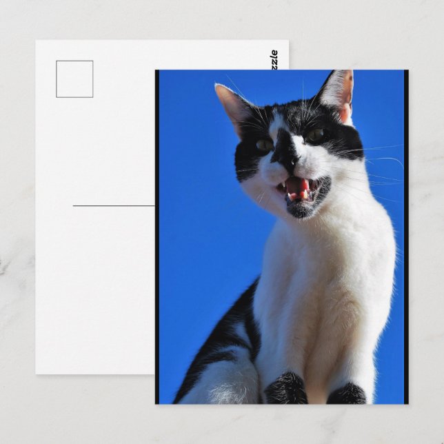 Gebrüll der Hauskatze Postkarte (Vorne/Hinten)
