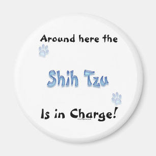 Gebühr Shih Tzu - Magnet