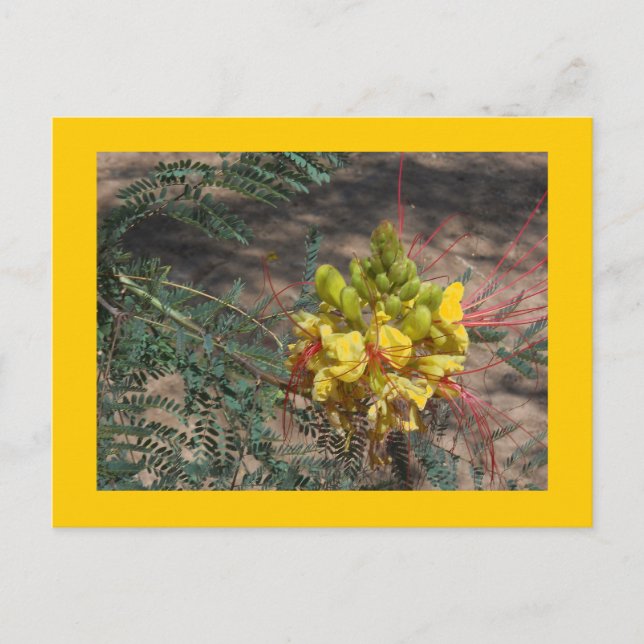 GEBURT POSTKARTE (Vorderseite)