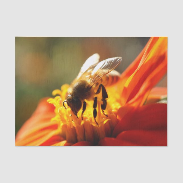Gebürtige Biene in einem orange Seidenpapier (Vorderseite)