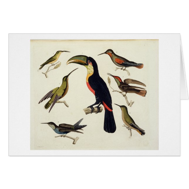 Gebürtige Vögel, einschließlich das Toucan (Vorderseite (Horizontal))