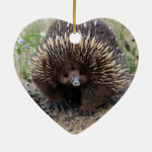 Gebürtiges australisches wildes Echidna-Foto Keramikornament