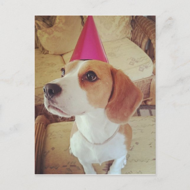 Geburtsdatum Beagle Postkarte (Vorderseite)