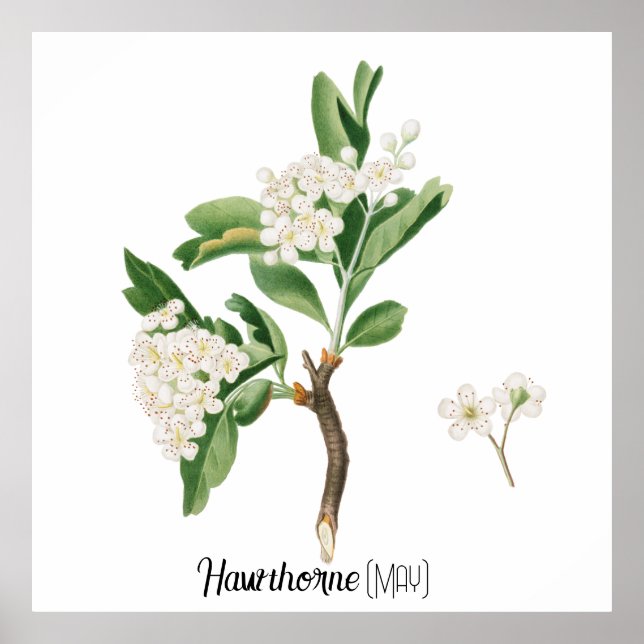 Geburtsdatum Blume Hawthorn (Mai) Poster (Vorne)