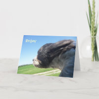 Geburtskarte von WindSwept Hund