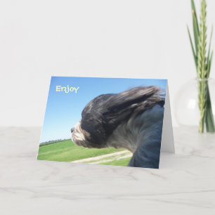 Geburtskarte von WindSwept Hund Karte