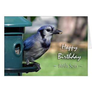 Geburtstag: Birth Son Blue Jay auf Vogeleinzug