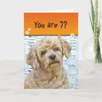 Geburtstag braunes Poodle auf Weide