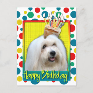 Geburtstag Cupcake - Coton de Tulear Postkarte