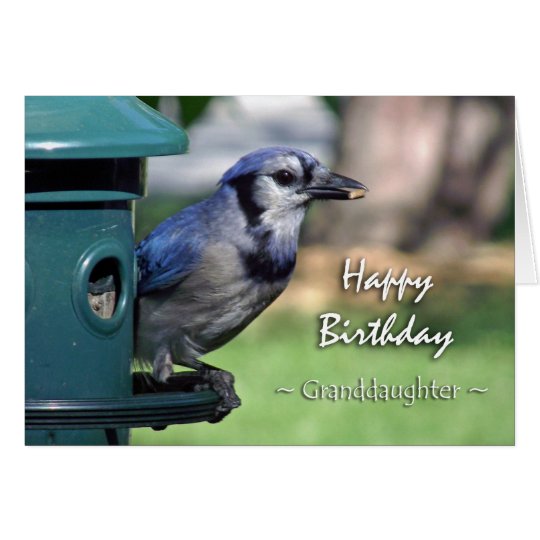 Geburtstag für Enkelin, blaues Jay an der Zufuhr Karte