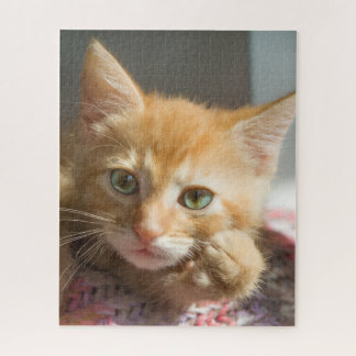 GEBURTSTAG GINGERKATZE KÄTZCHEN