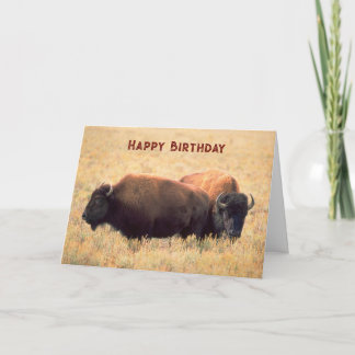 Geburtstag mit einem Bison-Paar auf der Prärie Karte