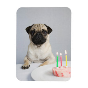 Geburtstag Mops Magnet