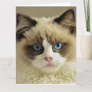 GEBURTSTAG NIEDLICHE CAT PERSIAN Grußkarte Karte