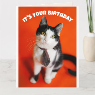 GEBURTSTAG NIEDLICHE KRAWATTE CAT FREUNDKARTE KARTE