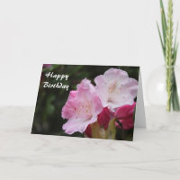 Geburtstag, rosa Rhododendron
