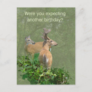 Geburtstag Whitetail Deer Buck & Doe Postkarte