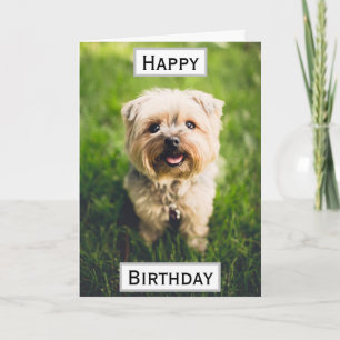 Geburtstags-Hund-Vater-Welt ist das beste Foto für Karte