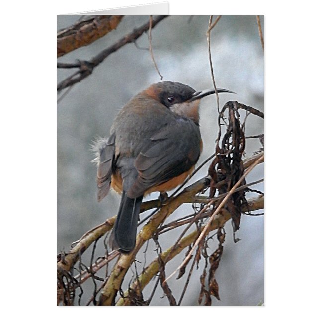 Geburtstags-Karten-australische Vögel OstSpinebill (Vorne)