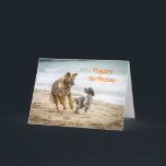 Geburtstags-Karten-Schäferhund-Hund Cockerspaniel Karte<br><div class="desc">Alles Gute zum Geburtstagkarte,  die eine Fotografie eines Schäferhund-Hundes elsässisch und des Cockerspaniel glücklich läuft entlang einen zusammen spielenden Strand kennzeichnet.  Sie sind die besten Freunde,  die Spaß mit,  haben ihrem Ball zusammen zu spielen.</div>