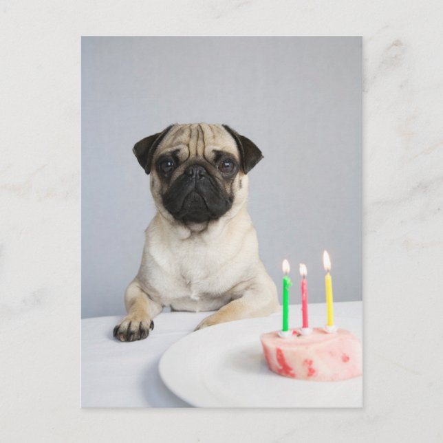 Geburtstags-Mops Postkarte (Vorderseite)