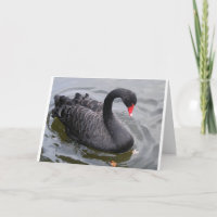 Geburtstags-schwarzer Schwan an einem friedlichen