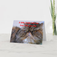 Geburtstags-Spaß Calico Persian Kitcard