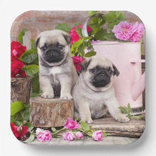 Geburtstags-Sweet Baby-Möpsen Blumenkohl-Party Pappteller