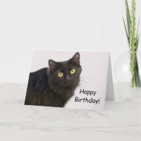 Geburtstagskarte der Black Cat durch Fokus für ein