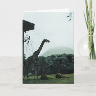 Geburtstagskarte "Giraffen" Karte