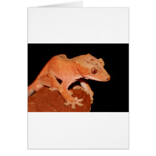 gecko