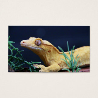 Gecko à crête jaune reposant