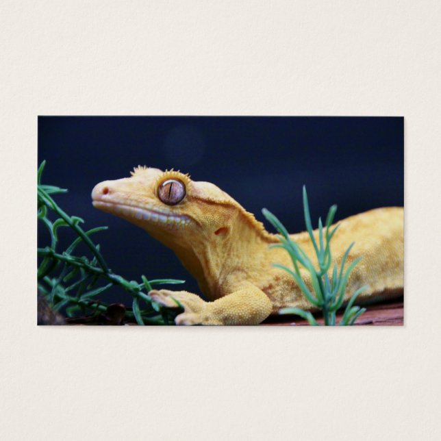 Gecko à crête jaune reposant (Devant)