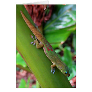 Gecko de la poussière d'or