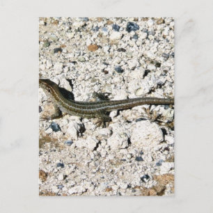 Gecko-Echse Postkarte