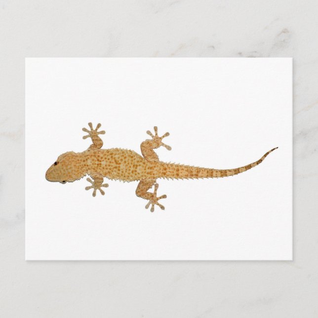 Gecko-Eidechse Postkarte (Vorderseite)