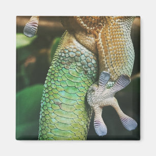 Gecko Feet Magnet
