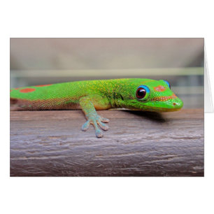 Gecko Gold Dust Day