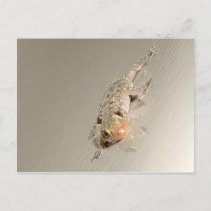 Gecko in Tub Postkarte
