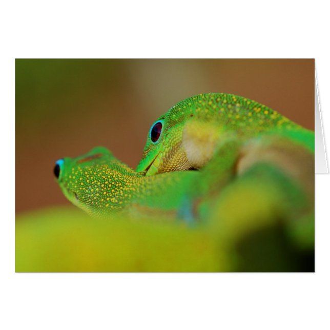 Gecko Liebe (Vorderseite (Horizontal))