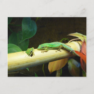 Gecko-Liebe-Postkarte Postkarte