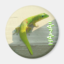 Gecko-Magnet Magnet