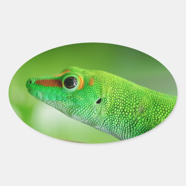 Gecko - Phelsuma grandis Ovaler Aufkleber (Vorderseite)