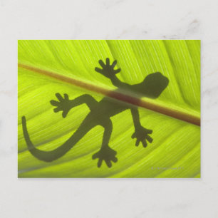 Gecko Postkarte