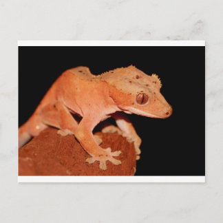 Gecko Postkarte