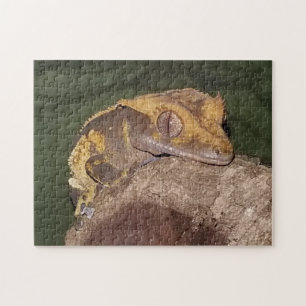 Gecko-Puzzle