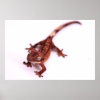 Gecko-Schöpfer
